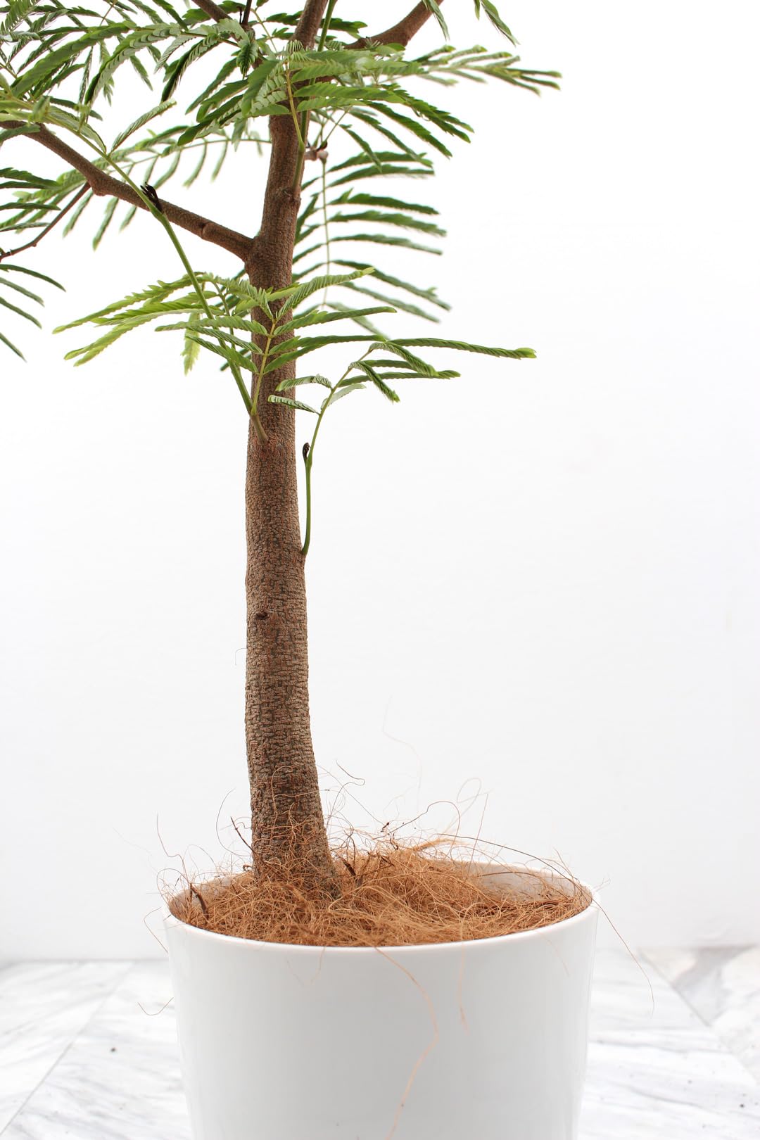Amazon｜エバーフレッシュ 8号 受け皿付 【観葉植物 本物 アカサヤ